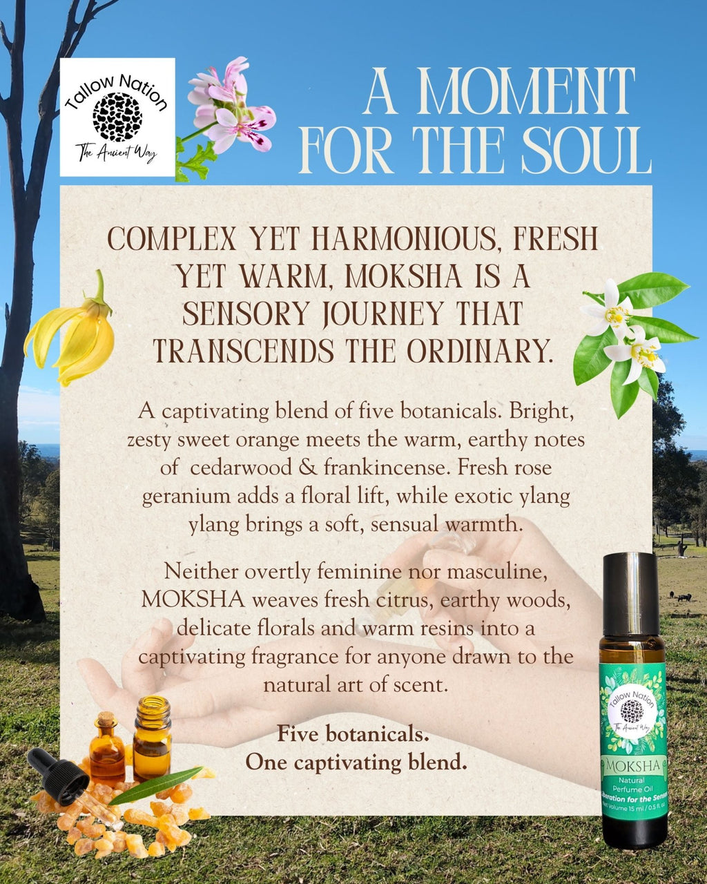 Infographic about Tallow Nation's Natural Perfume Oil, describes the five botanical ingredients included in the oil.